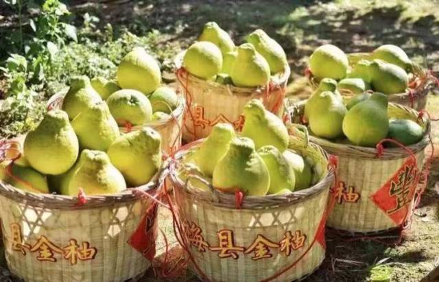 守護(hù)梅州柚金字招牌！30 家企業(yè)“亮劍”，承諾“不早摘、控品質(zhì)、強(qiáng)品牌”！